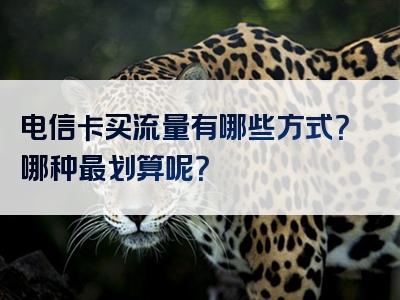 电信卡买流量有哪些方式？哪种最划算呢？