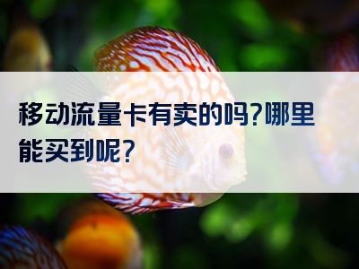 移动流量卡有卖的吗？哪里能买到呢？