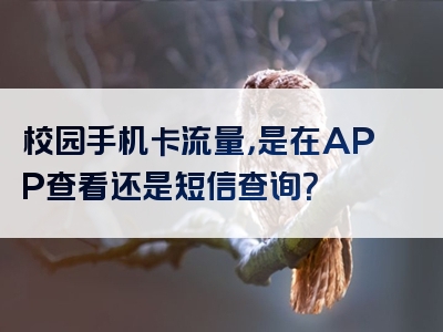 校园手机卡流量，是在APP查看还是短信查询？